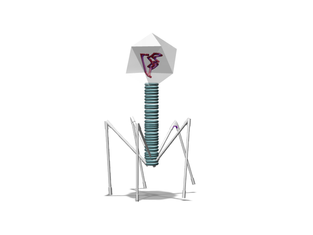 Phage - 3D design by M40V Oct 5, 2017 Phage - 3D design by M40V Oct 5, 2017